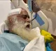 Sadhguru undergoes brain surgery, recovering well: Isha Foundation