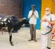 Chilkur Priest gifts bull to Muslim farmer