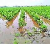 Telangana government to help farmers hit by unseasonal rains