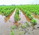 Telangana government to help farmers hit by unseasonal rains