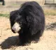 World's largest rescue centre in Taj city celebrates 'World Bear Day'