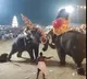 Several injured as elephant runs amok during Arattupuzha temple festival