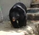Two men dead in Bear attack one suffers serious injuries