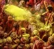 6 dermatologist-approved tips for Holi ready skin and hair!