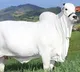 Record breaking Nelore cow sold for 40 crores in Brazil