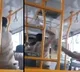 BMTC conductor arrested afterassaulting woman aboard bus