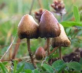 Russian national held in Goa for growing 'magic mushroom'