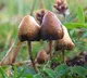 Russian national held in Goa for growing 'magic mushroom'