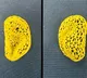 Scientists create replica of an adult human ear that looks & feels natural