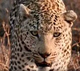 Leopard enters house in Delhi village, five injured