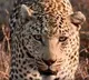 Leopard enters house in Delhi village, five injured