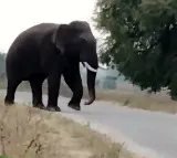 Wild elephant tramples farmer to death in Telangana