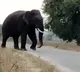 Wild elephant tramples farmer to death in Telangana