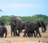 Botswana warns Germany on elephant hunting