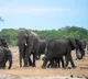 Botswana warns Germany on elephant hunting
