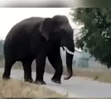 Wild elephant tramples farmer to death in Telangana