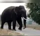 Wild elephant tramples farmer to death in Telangana