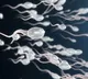 Human Sperm Count on Decline Finds Study