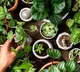 Plants Scream When Uprooted Scientists Capture Sound For First Time