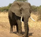 Elephant Killed Another Farmer in Telangna Second death In 24 Hourts