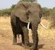 Elephant Killed Another Farmer in Telangna Second death In 24 Hourts