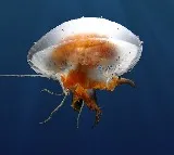 Jellyfish found in Visakhapatnam RK beach