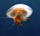 Jellyfish found in Visakhapatnam RK beach