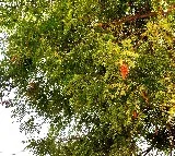 No neem flower for Ugadi festival