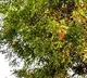 No neem flower for Ugadi festival