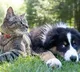 Are animals passing deadly bacteria to humans?