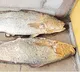 Krishna District Fishermen Got two Kachidi Fish