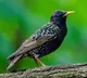 Bird Perfectly Mimics Police Siren Video Goes Viral On Internet