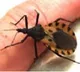 World Chagas Disease Day: WHO calls for early detection for better health