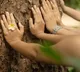 Hugging Trees For  1500 Ad By Bengaluru Company Shocks Internet