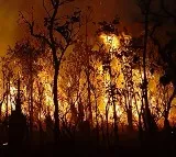 Wild fire at Tirumala Seshachala forest