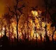 Wild fire at Tirumala Seshachala forest