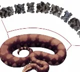scientsists found fossil of largest snake ever existed in gujarat