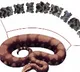 scientsists found fossil of largest snake ever existed in gujarat