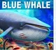 Indian student's death in US possibly linked to Blue Whale suicide game