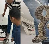 Passenger from Bangkok arrested with 10 yellow anacondas at Bengaluru airport