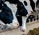 Bird Flu Virus Found In Cow Milk Supply in USA