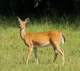 Zombie Deer Disease Hits Another US State As 2 WhiteTailed Deers Test Positive In Virginia