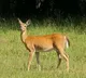 Zombie Deer Disease Hits Another US State As 2 WhiteTailed Deers Test Positive In Virginia