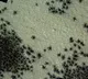 Signs of spiders spotted on Mars