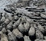 Endangered Hippos Stuck In Dried Ponds In Drought Hit African Country