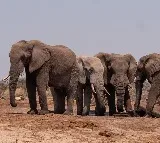 Elephant herd coming towards to Telangana