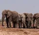 Elephant herd coming towards to Telangana