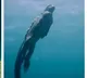 godzilla iguana spotted swimming underwater