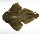 Missing Since 1800s Ocean Predator Appears In Fishers Net In Chile