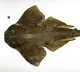 Missing Since 1800s Ocean Predator Appears In Fishers Net In Chile